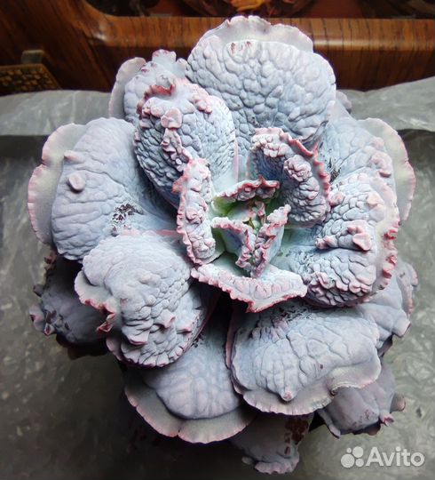 Эхеверии с наростами и капусты