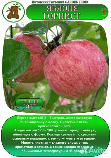 Саженцы Яблони осенние сорта зкс-6л