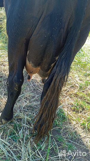 Коровы дойные молочные ставропольский край