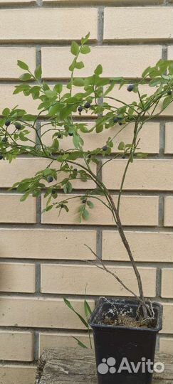 Ель крупномер, черника, голубика