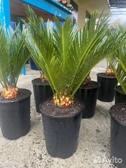 Саговник (цикас)