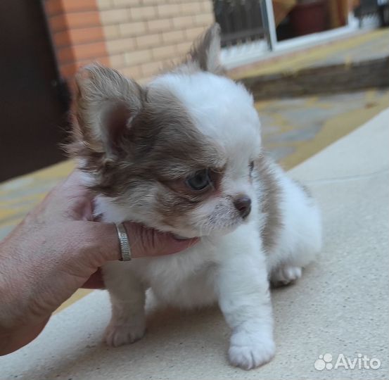 Щенки чихуахуа