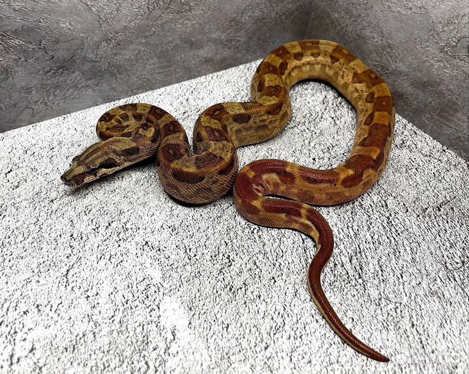 Императорский удав BCI Hypo Aztec Motley