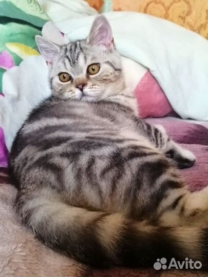 Очень красивый шотландский котенок, скоттиш страйт