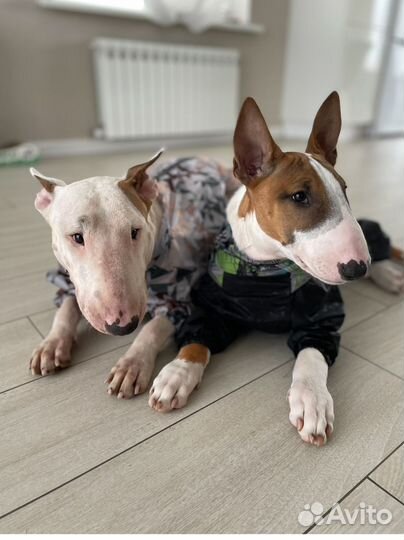 Дождевик на молнии для собак. Мальчик.45 см