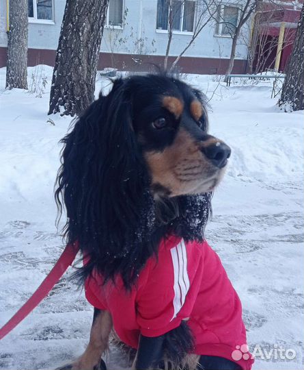 Собака