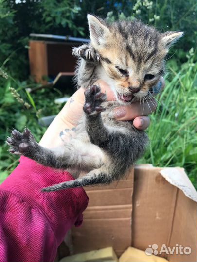 Котята в добрые руки