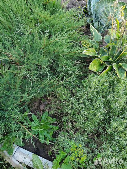 Гортензия древовидная, можжевельник казацкий