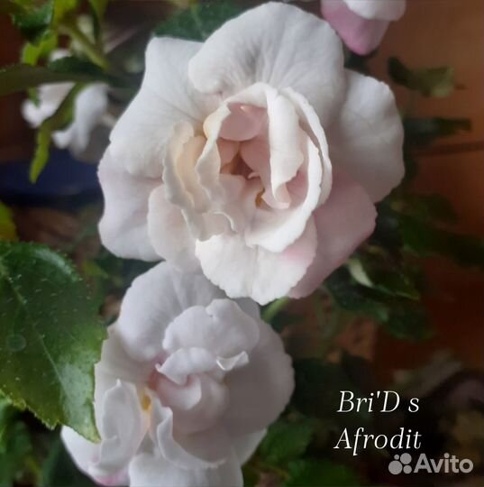 Ризомы ахименесов