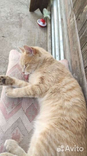 Котенок ждёт любящих родителей