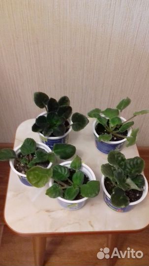 Комнатные растения