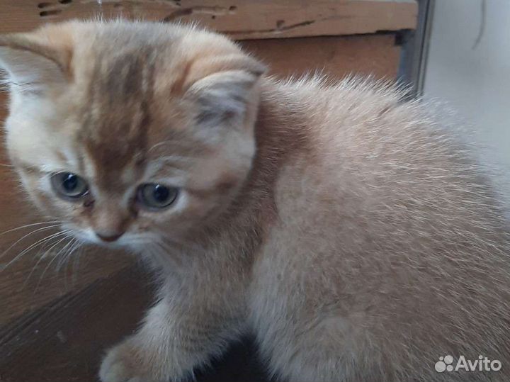 Британская кошка