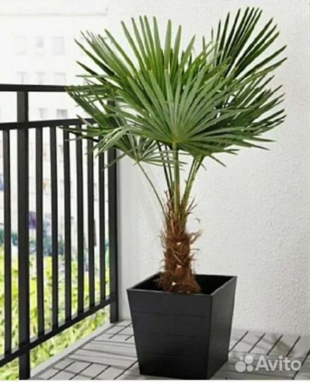 Пальмы Хамеропс и Вашингтония