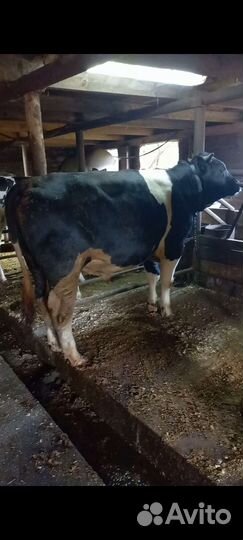 Быки и телка