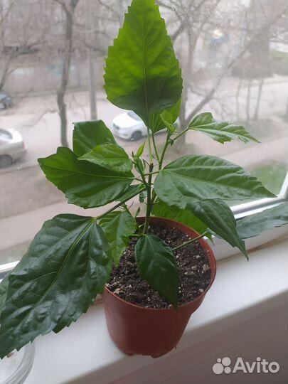 Гибискус китайская роза