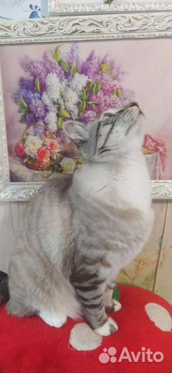 Передержка кошек