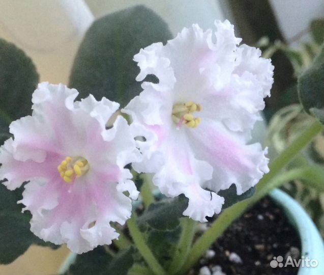 Сортовые фиалки