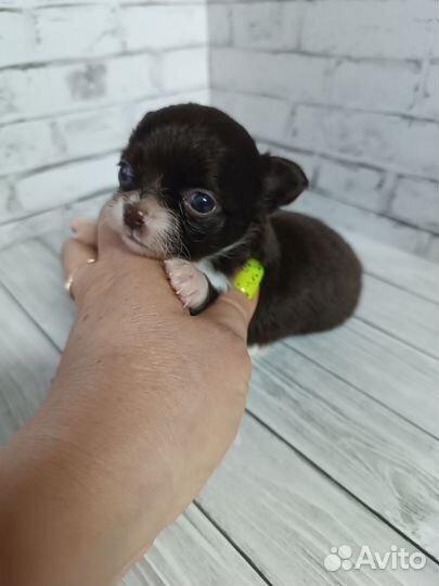 Мини дюймовочка