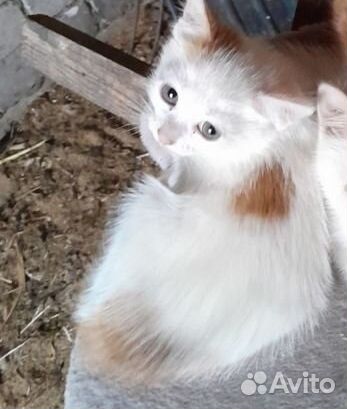 Котенок светлый трехцветный
