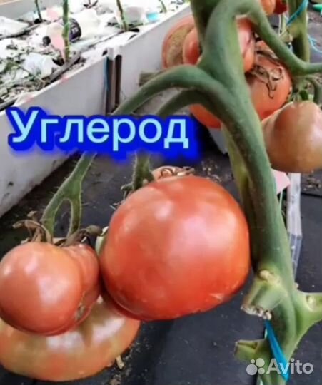 Семена Коллекционные сорта