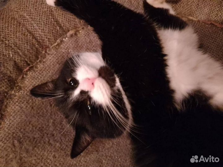 Кот Барон, характер соответствует кличке