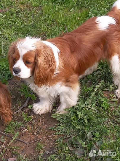 Кавалер спаниель мальчик и девочки