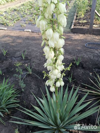 Юкка нитчатая, садовая