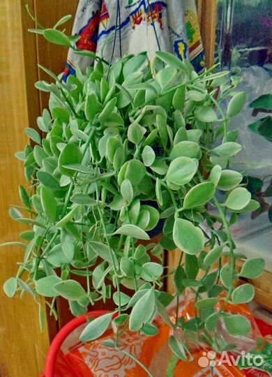 Хойи (много) и др. растения