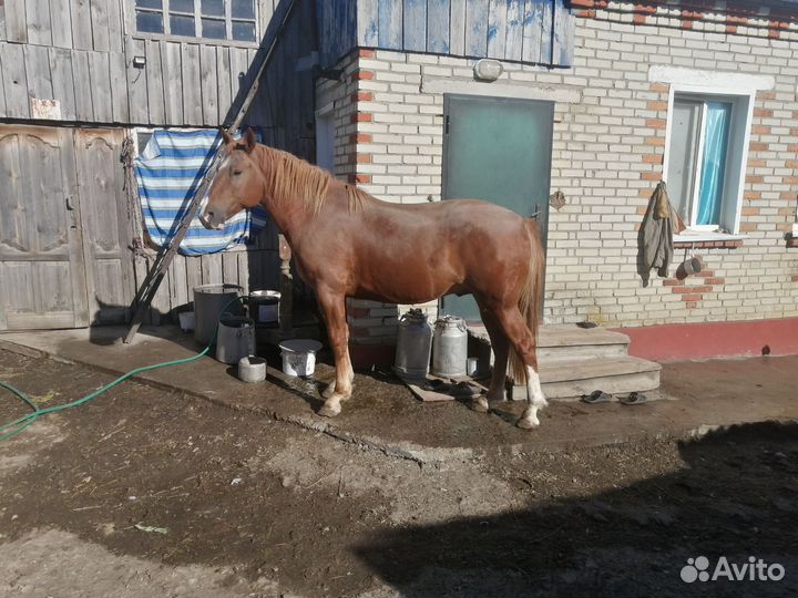 Жеребец Советский Тяжеловоз 2,5 года и кобыла 1,5