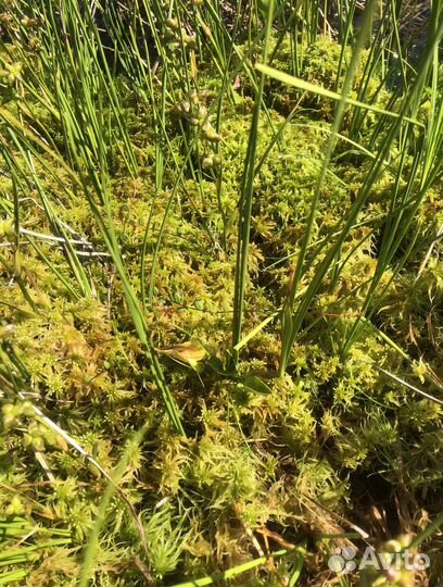 Мох сфагнум живой