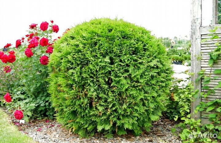 Саженец туи западной Вудварди морозоустойчивой