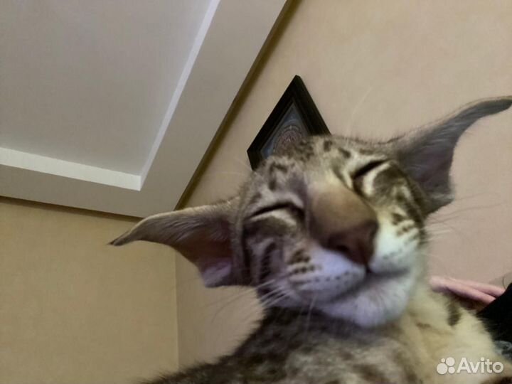 Ориентальный кот вязка