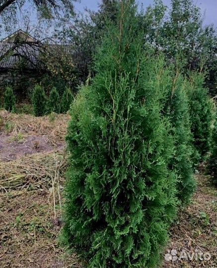 Туя западная Колумна 1.5-1.7 - 2500