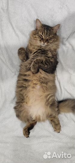 Сибирская кошка бесплатно