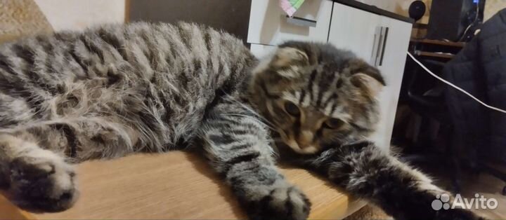 Кошка в дар