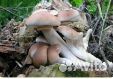 Грибные блоки опёнка тополиного