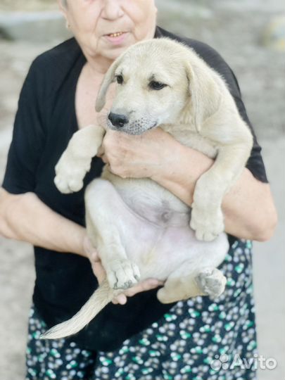 Помесь с лабродором в добрые руки