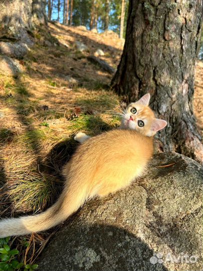 Золотая шиншилла ny12