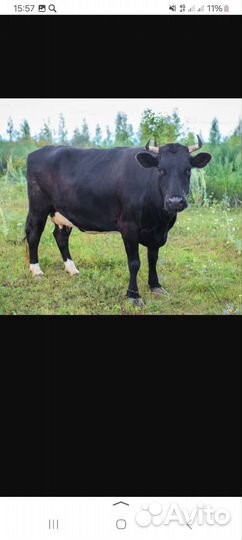 Корова стельная дойная