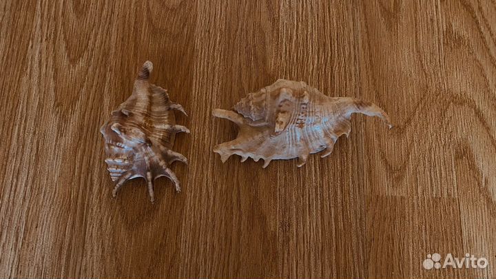 Морские ракушки раковины