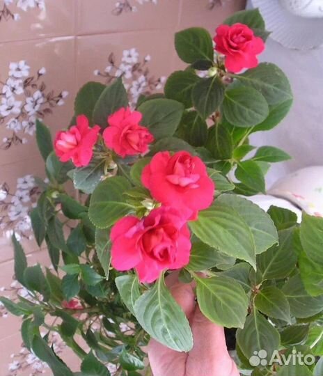 Ванька мокрый (розочки)