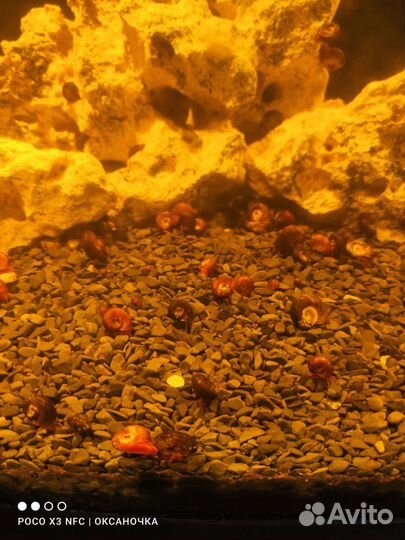 Улитки аквариумные