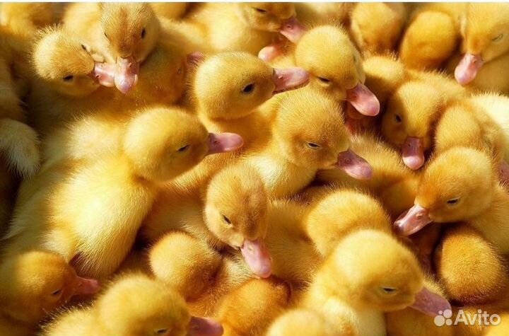 Бройлер цыплята 27.05, утята,Мараны, Перепел