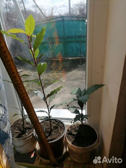 Лавровый лист