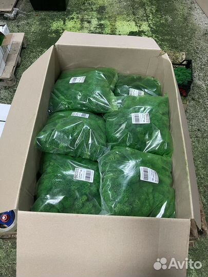 Стабилизированный мох, Лесной Зеленый