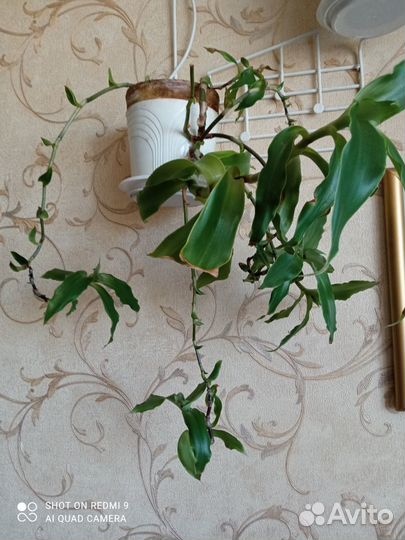 Комнатные растения