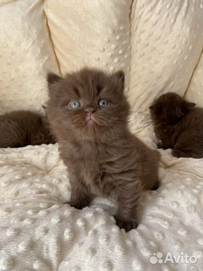 Британский шоколадный котенок