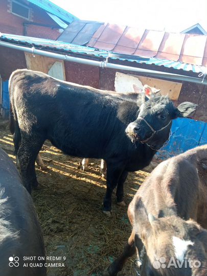 Корова нетель