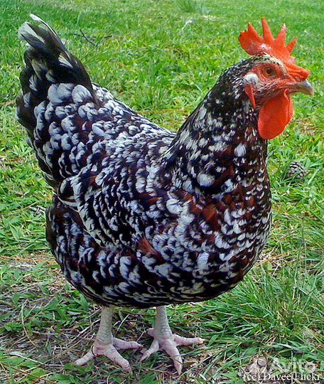 Бройлеры цыплята курочки несушки куры петушки пету