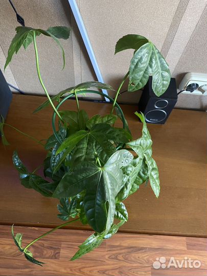 Фатсия японская